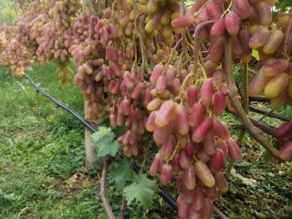 Grapes Transfiguration