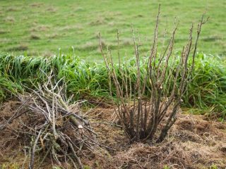 Pruning black currants in autumn + video for beginners