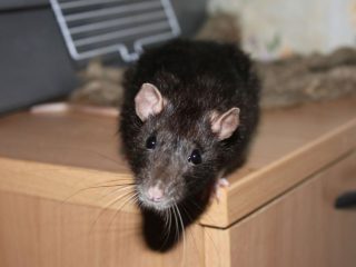 How to deal with rats in a private house