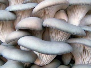 Is it possible to freeze oyster mushrooms?