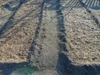 Fertilizantes para plantar alho no outono