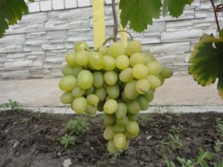 Uvas Super Extra
