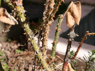 Caring for climbing roses in autumn