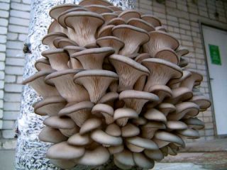 Cultivo de hongos ostra en casa desde cero.