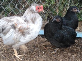 Kurčatá Araucana: fotografie a popis