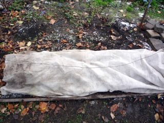 Abrigando uvas para o inverno nos Urais