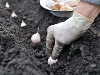How to treat garlic in the fall before planting
