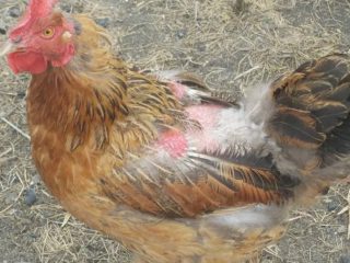 Piojos en gallinas: cómo deshacerse de ellos.