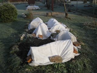 Mawar taman: pemangkasan untuk musim sejuk