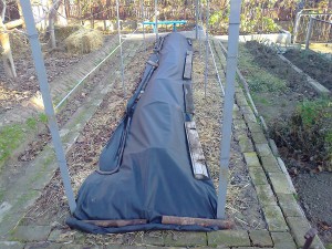 How to properly cover grapes for the winter in the Volga region
