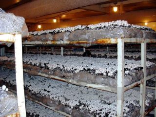 Menanam champignons di ruangan bawah tanah