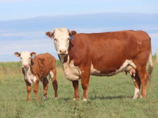 Hereford cows: description + photo
