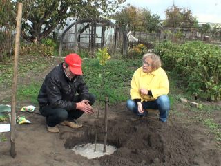 How to plant an apple tree in the fall: a step-by-step guide