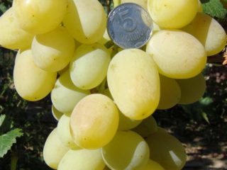 Monarch grapes