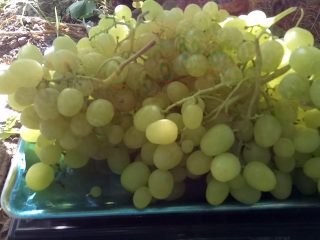 Grapes Laura
