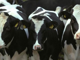 Black-and-white breed of cows: characteristics of cattle + photos, reviews