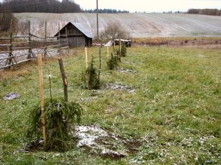 How to plant an apple tree in the fall in the Urals