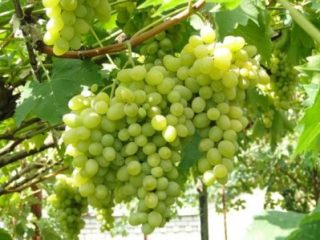 Augustine grapes