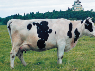 Kholmogory cow breed: features of maintenance and breeding