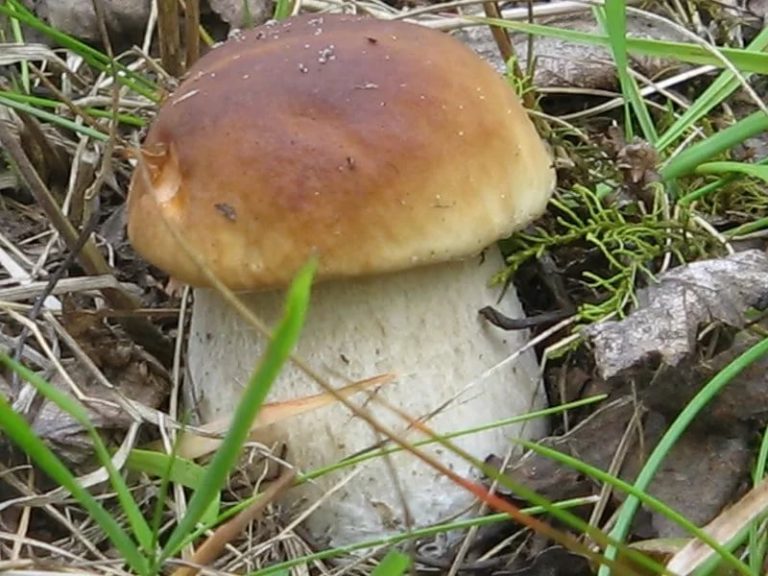 Champignons cèpes : où ils poussent, taux de croissance, comment les