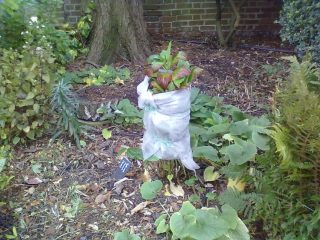 Cómo cubrir una hortensia para el invierno.