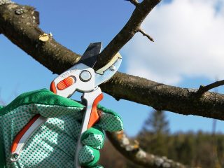 When to prune apple trees in the fall: in what month