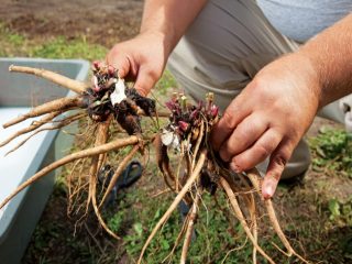 When to replant peonies in spring or autumn