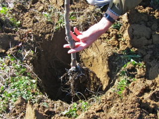 Cómo plantar un manzano en otoño en Siberia.