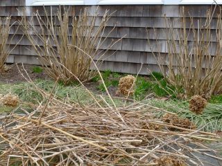 Caring for hydrangea in autumn