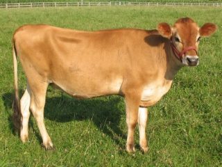 Jersey cow: photo