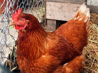 Red Kuban breed of chickens