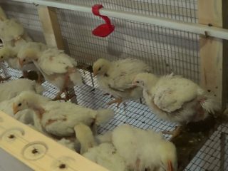 Cómo tratar la diarrea en pollos de engorde en casa.