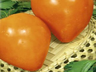 Coração de ouro do Tomato Bull: comentários, fotos