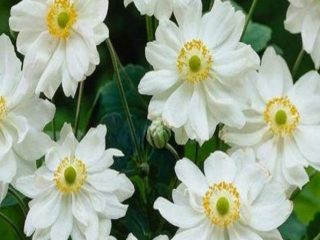Anemonă hibridă: plantare și îngrijire