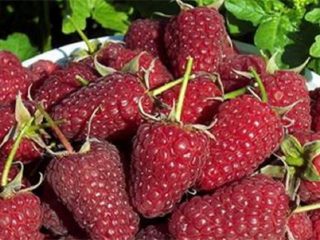 Remontant raspberry Monomakh's Cap: cultivation and care