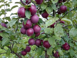 Apple tree variety Spartan: photo and description of the variety