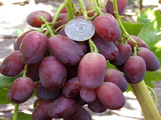 Grape Jaguar