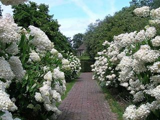 Hydrangea paniculata Phantom: plantare și îngrijire