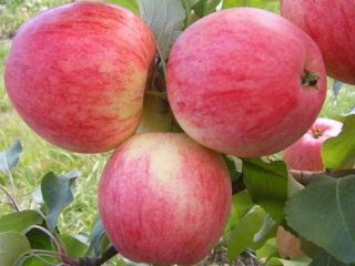 Apple tree variety Medunitsa: photo and description of the variety