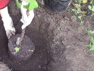 Dates for planting apple trees in autumn in central Russia