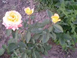 Cuidados otoñales de rosas de jardín.