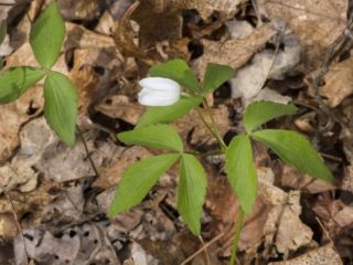 Anemone flowers: planting and care + photo
