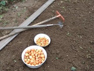 When to plant winter onions according to the lunar calendar