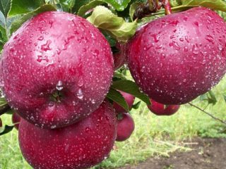 Apple tree variety Lobo: photo and description of the variety