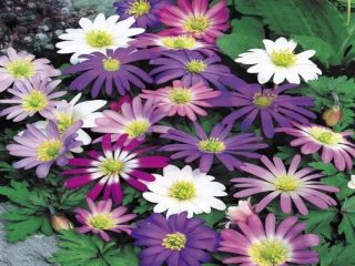 Anemone Blanda: plantare și îngrijire