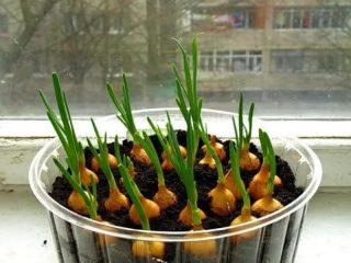 Cómo plantar cebollas en hojas verdes en el alféizar de una ventana.