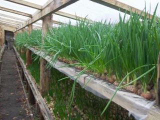 How to grow green onions in a greenhouse in winter