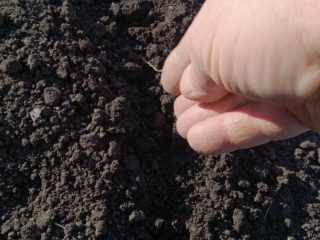 When to sow spring onions before winter