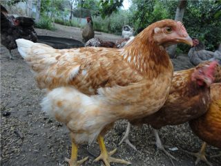 Ayam gergasi Hungary: penerangan, foto, ulasan