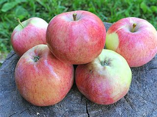 Melba red apple tree: description, photo, planting and care